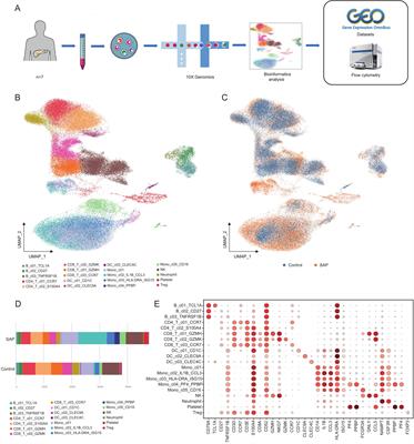 Altered immune cell in human severe acute pancreatitis revealed by single-cell RNA sequencing